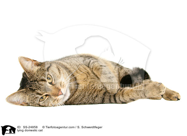 lying domestic cat / SS-24858