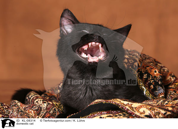 domestic cat / KL-08314