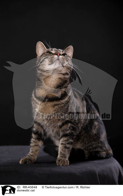 domestic cat / RR-40648