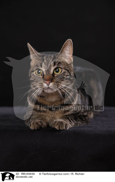 domestic cat / RR-40649
