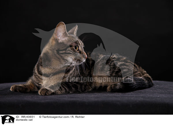 domestic cat / RR-40651