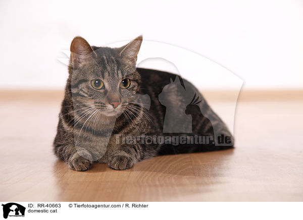 domestic cat / RR-40663