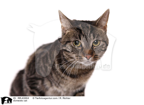 domestic cat / RR-40664
