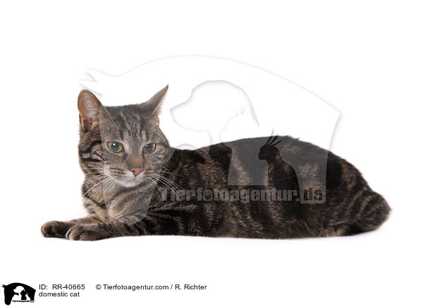 domestic cat / RR-40665