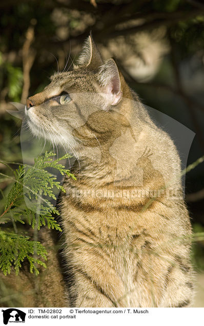 domestic cat portrait / TM-02802