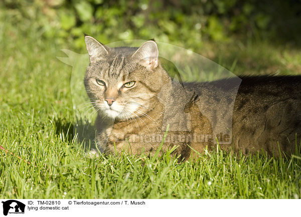 lying domestic cat / TM-02810
