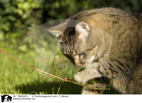 playing domestic cat / TM-02811