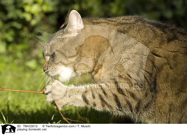 playing domestic cat / TM-02812
