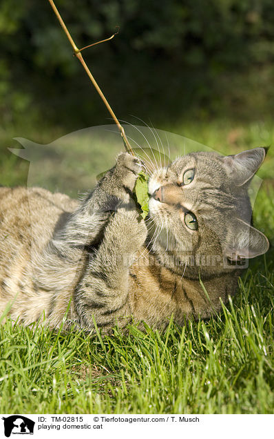 playing domestic cat / TM-02815