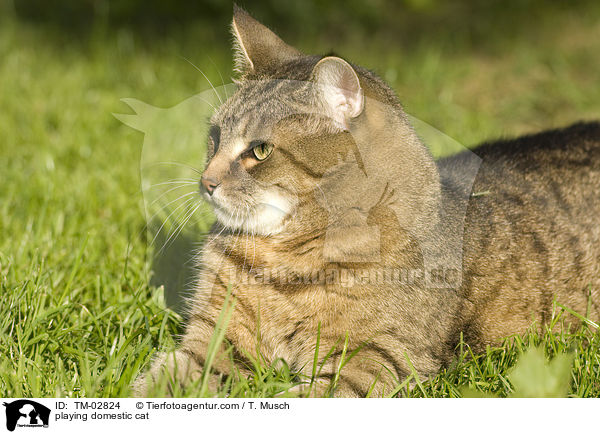 playing domestic cat / TM-02824