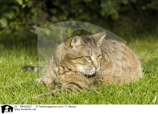 lying domestic cat / TM-02827