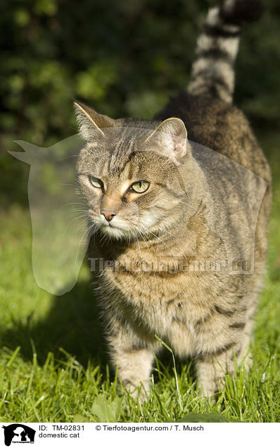 domestic cat / TM-02831