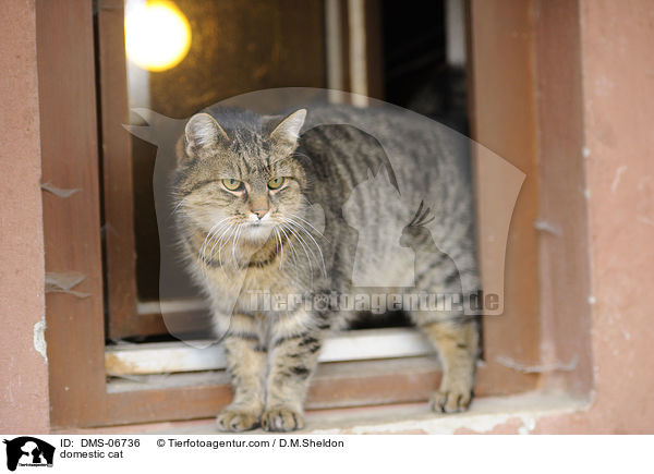 domestic cat / DMS-06736