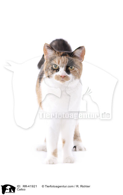 Calico / RR-41921