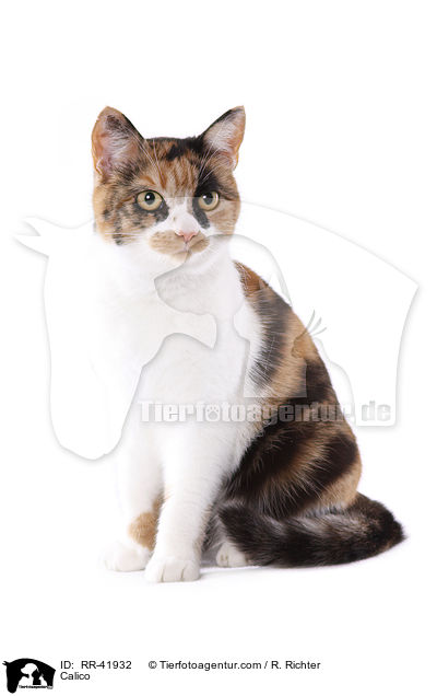 Calico / RR-41932