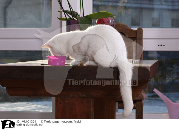 fressende Hauskatze / eating domestic cat / VM-01324