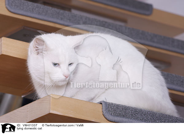 liegende Hauskatze / lying domestic cat / VM-01337
