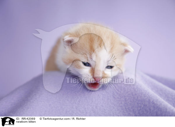 neugeborenes Hausktzchen / newborn kitten / RR-42069