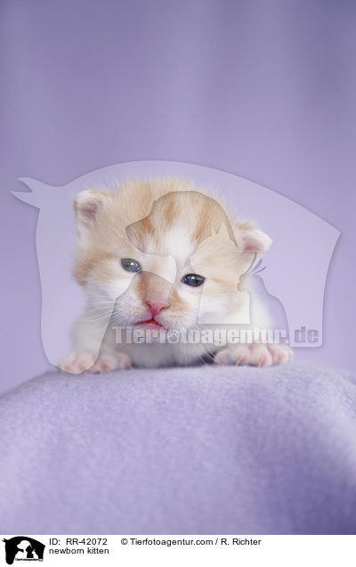 newborn kitten / RR-42072