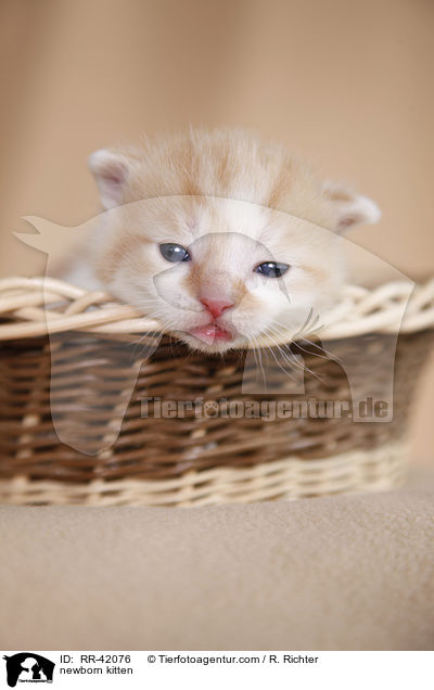 newborn kitten / RR-42076