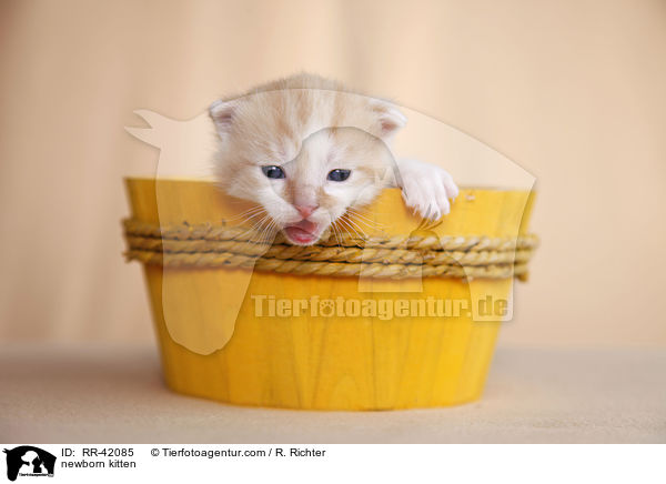neugeborenes Hausktzchen / newborn kitten / RR-42085
