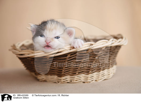 neugeborenes Hausktzchen / newborn kitten / RR-42089