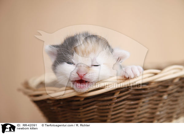 neugeborenes Hausktzchen / newborn kitten / RR-42091
