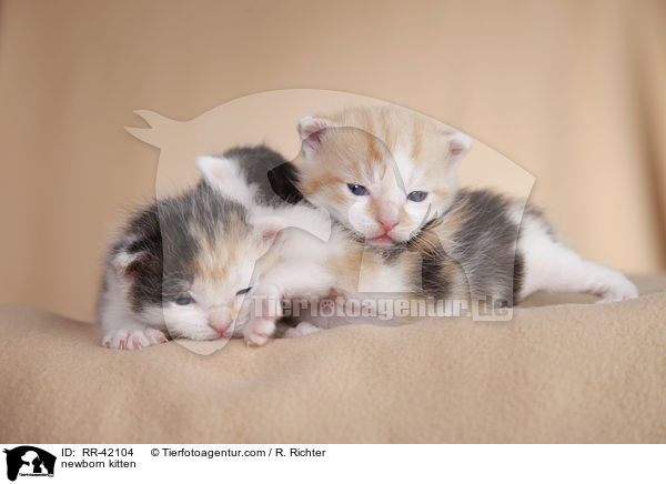 neugeborene Hausktzchen / newborn kitten / RR-42104
