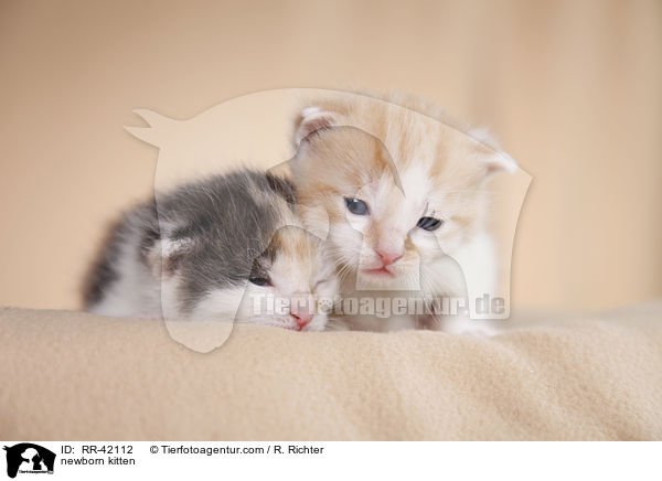 neugeborene Hausktzchen / newborn kitten / RR-42112