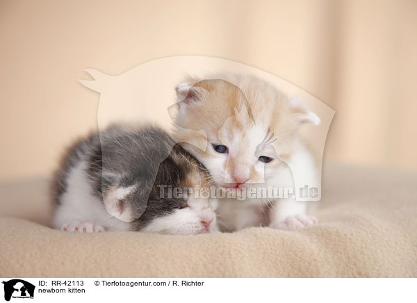 neugeborene Hausktzchen / newborn kitten / RR-42113