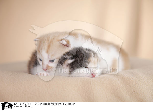 newborn kitten / RR-42114