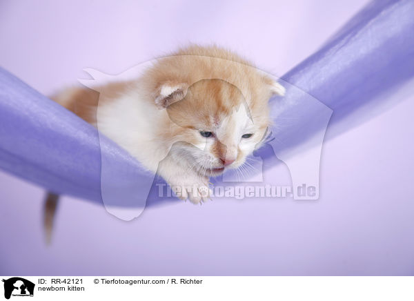 neugeborenes Hausktzchen / newborn kitten / RR-42121