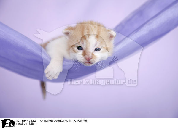 neugeborenes Hausktzchen / newborn kitten / RR-42122