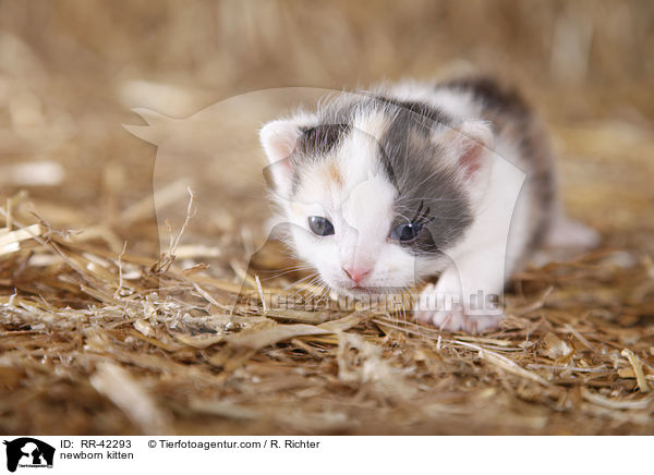 newborn kitten / RR-42293
