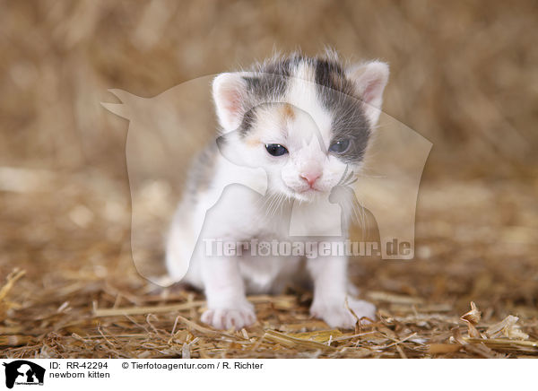 newborn kitten / RR-42294