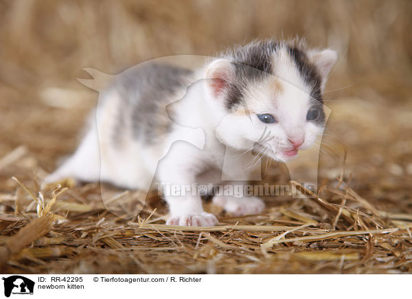 newborn kitten / RR-42295