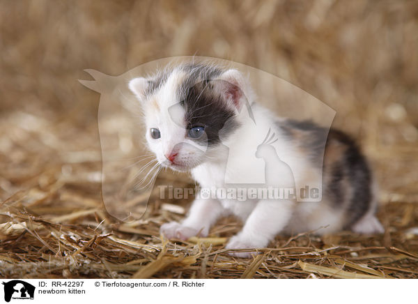 newborn kitten / RR-42297