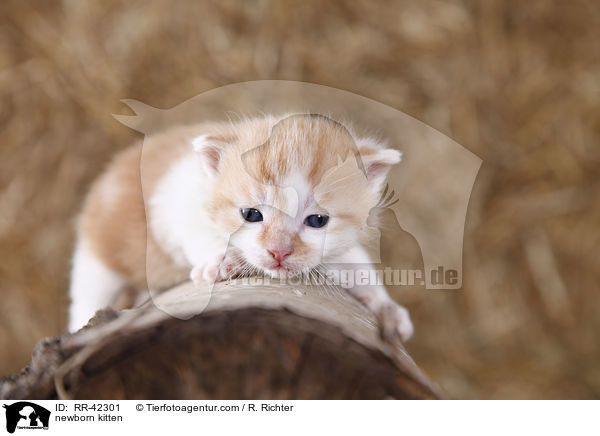 newborn kitten / RR-42301