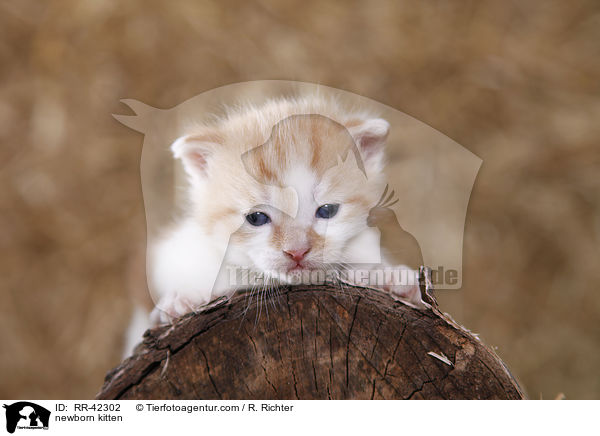 newborn kitten / RR-42302
