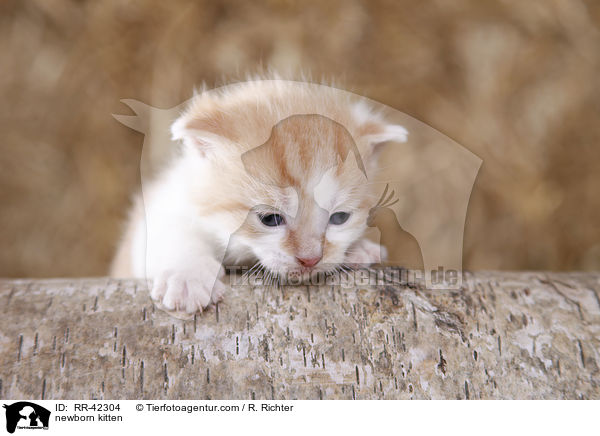 newborn kitten / RR-42304
