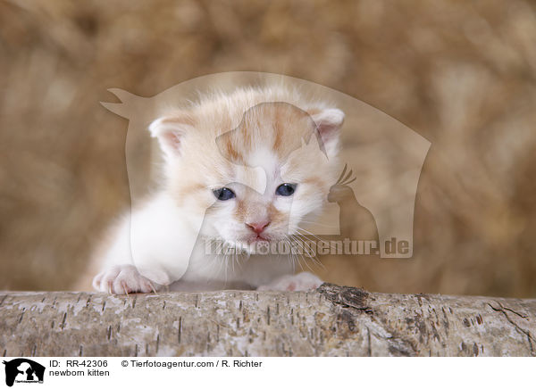 newborn kitten / RR-42306