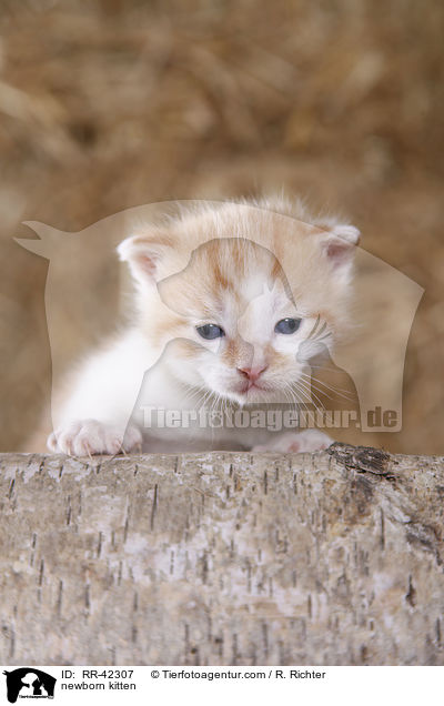 newborn kitten / RR-42307
