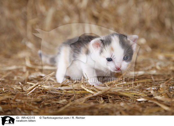 newborn kitten / RR-42315