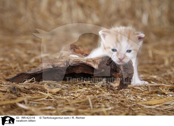 newborn kitten / RR-42318