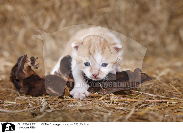 newborn kitten / RR-42321