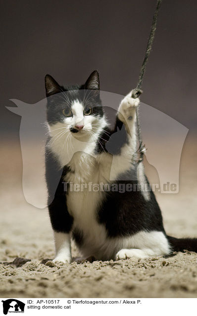 sitting domestic cat / AP-10517