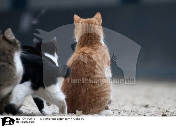 domestic cats / AP-10518