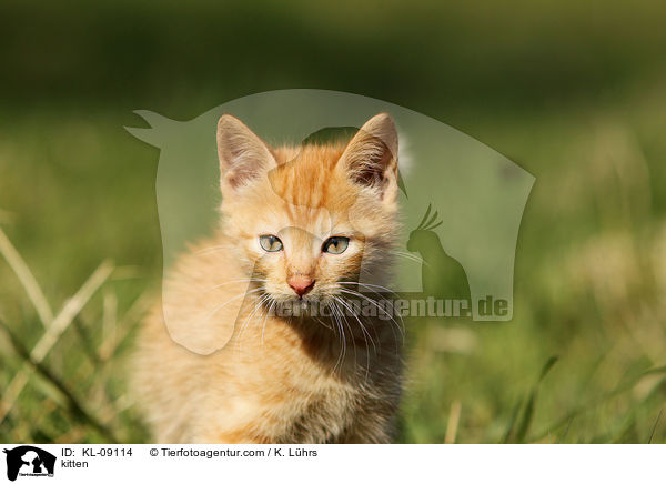 kitten / KL-09114