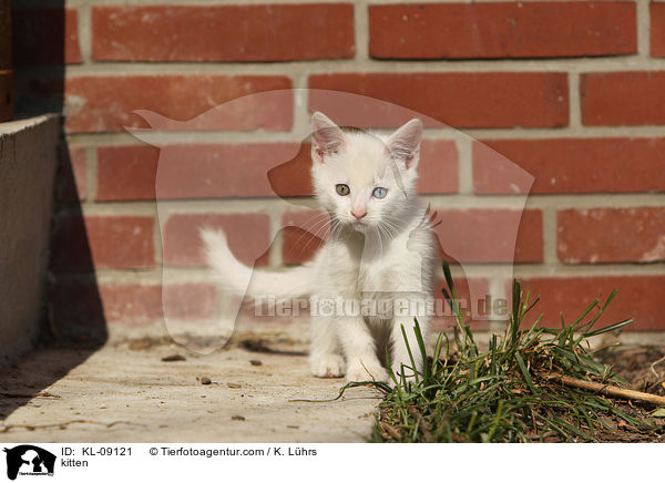 kitten / KL-09121