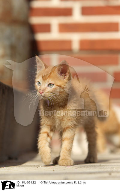 kitten / KL-09122